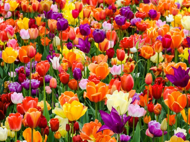 Kỹ thuật trồng và chăm sóc tulip