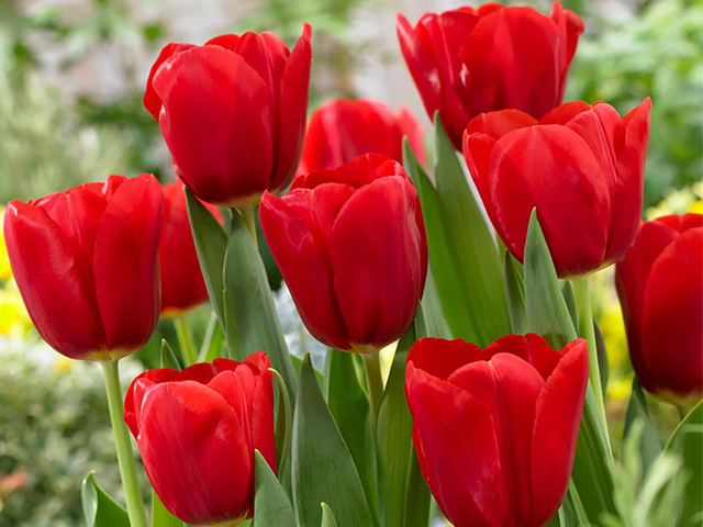 tulip đỏ