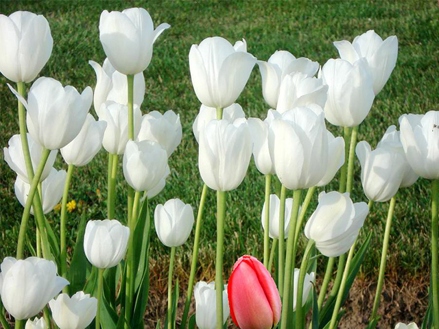 tulip trắng