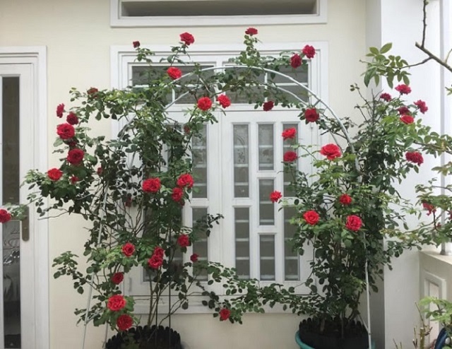 Cổng hoa hồng leo hải phòng