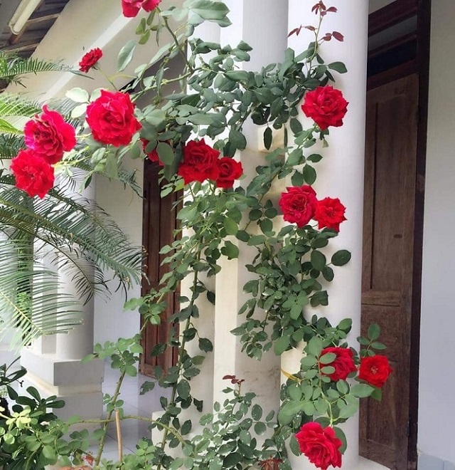  Ý nghĩa hoa hồng cổ Hải Phòng | 100 hình ảnh hoa đẹp nhất 2021