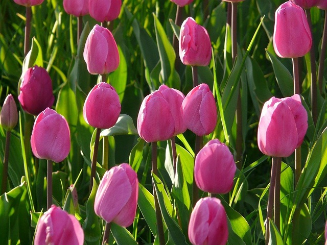 Hoa tulip hồng