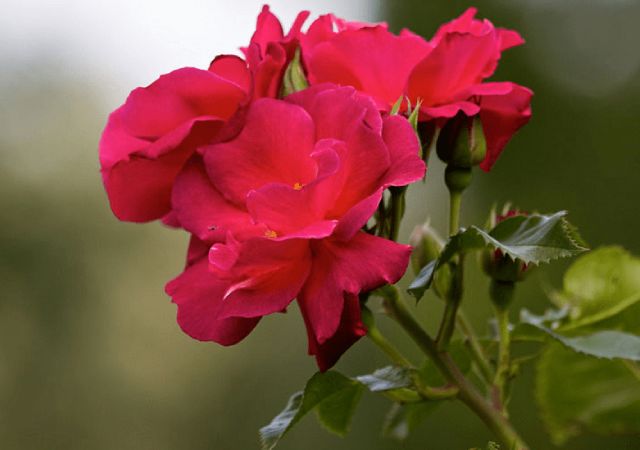 hình ảnh hoa hồng