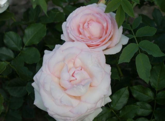 hình ảnh hoa hồng