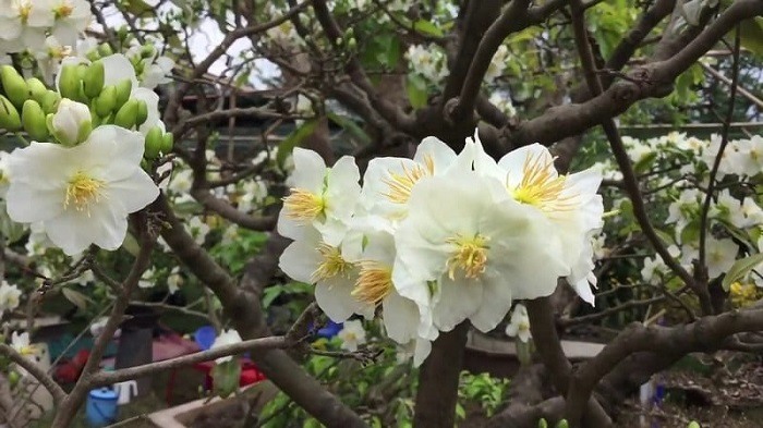 Hoa Bạch Mai