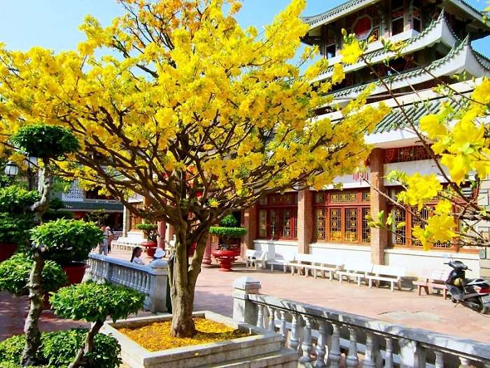 Cách đây hơn 3000 năm, cây mai đã có ở Trung Quốc.