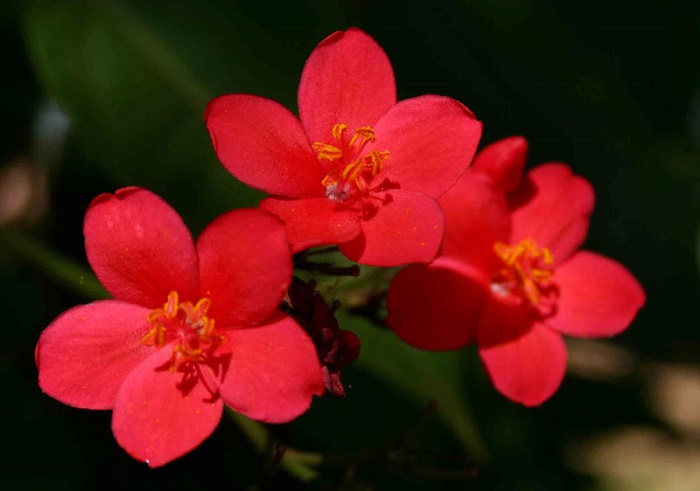 Cây Hồng Mai
