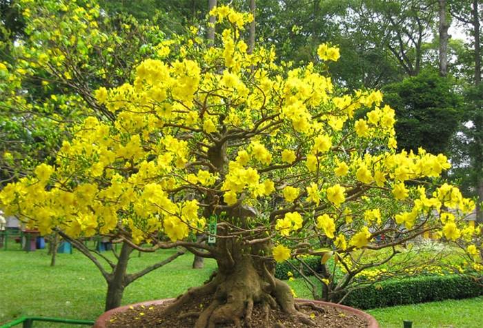 Bí quyết chăm sóc hoa mai nở đúng đẹp nhất vào dịp Tết