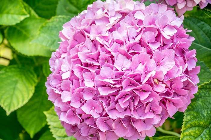 Ý nghĩa hoa cẩm tú cầu | Đặc điểm, Cách trồng & Chăm sóc đơn giản