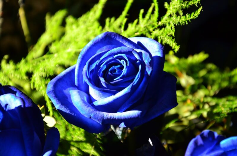 hoa hồng xanh tượng trưng cho điều gì