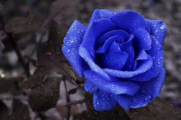 hoa hồng xanh dương có ý nghĩa gì