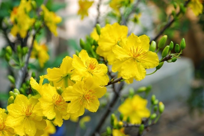 Hoa mai tượng trưng cho sự giàu sang, phú quý, lòng chính trực, ngay thẳng