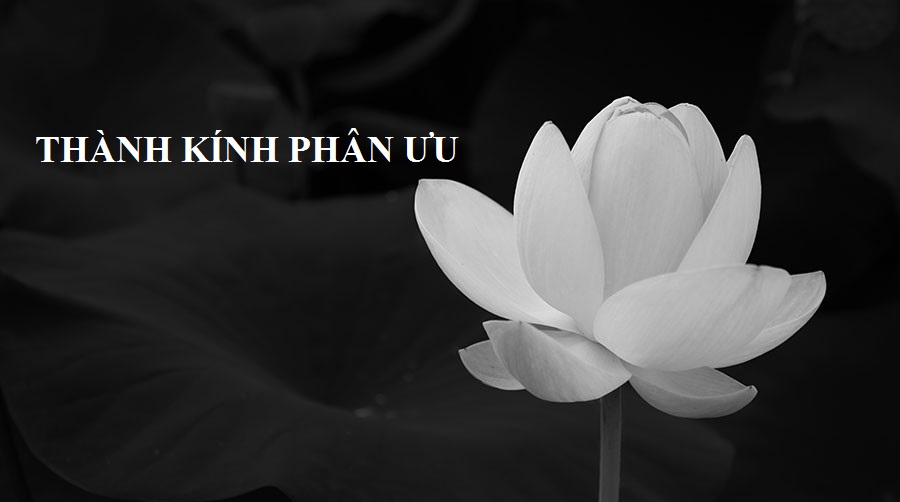 Hoa sen trắng là một trong những biểu tượng văn hóa và nghệ thuật đặc trưng của Việt Nam. Hoa sen mang trong mình một ý nghĩa cao quý và thể hiện sự thanh khiết, tinh tế. Hãy cùng xem những bức ảnh về hoa sen trắng và tận hưởng sự thanh bình, tinh tuyền trong từng nét hoa sen trắng.