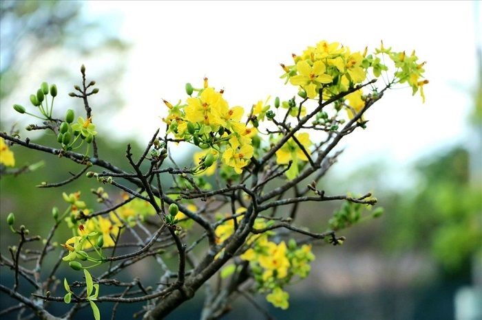 Hoàng Mai
