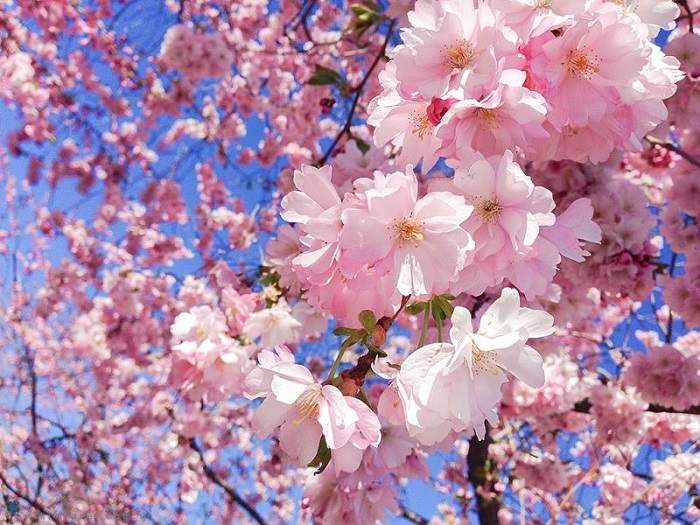 Hoa anh đào là biểu tượng của sức sống mãnh liệt của văn hóa Nhật Bản
