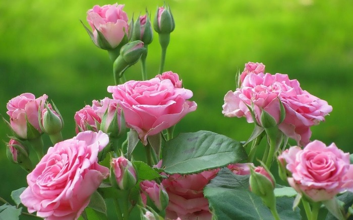 Hoa hồng có rất nhiều ý nghĩa trong tình yêu và cuộc sống