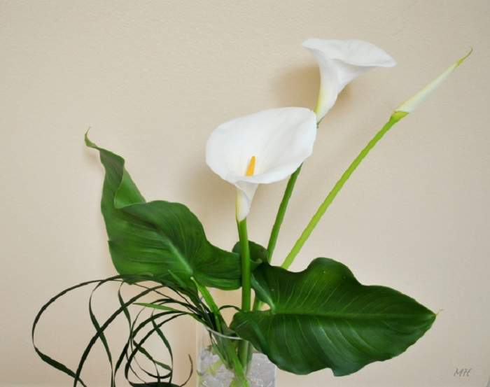 Hoa Thủy vu trắng là biểu tượng cho sự thuần khiết hợp nhất.