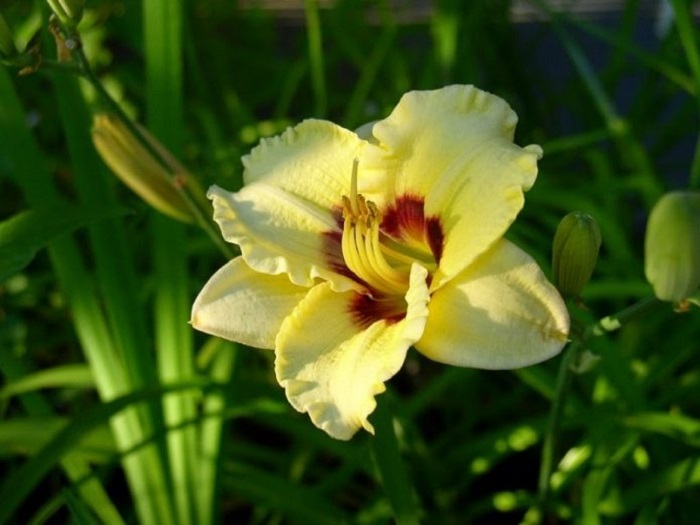 Hoa huệ tây là hoa cây cảnh phong thủy mang đến nhiều vượng khí dành cho da chủ