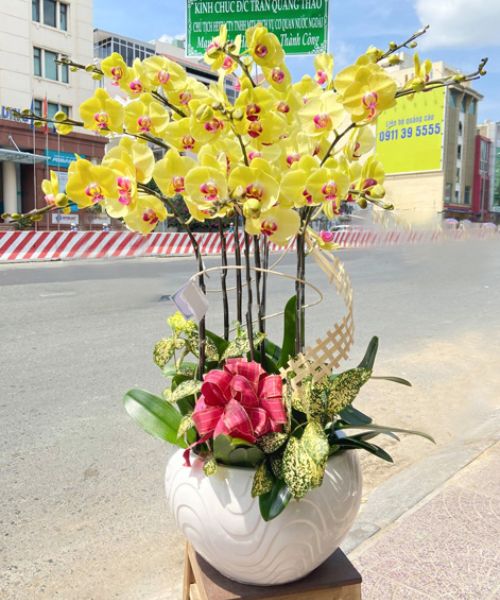 chau lan ho diep 8 canh lhd476