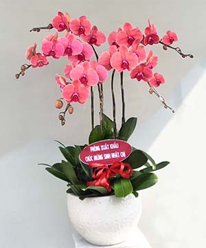 chau lan ho diep cam