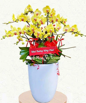 hoa lan ho diep vang 15 canh