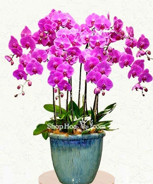 phuoc loc ngay xuan 10 canh