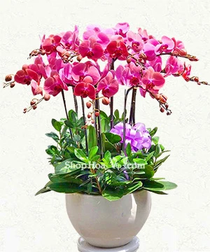 sac tim ho diep 12 canh