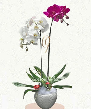 chau lan ho diep 2 canh