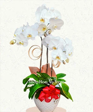 hoa lan ho diep trang 3 canh