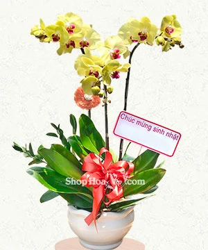 hoa lan ho diep vang 3 canh