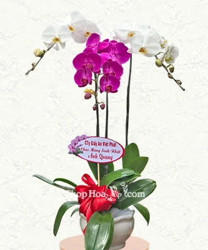 hoa lan khai truong 3 canh