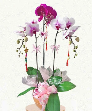 chau lan ho diep 3 canh