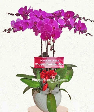 gia chau lan ho diep 5 canh tim