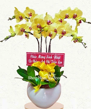 gia chau lan ho diep 5 canh vang