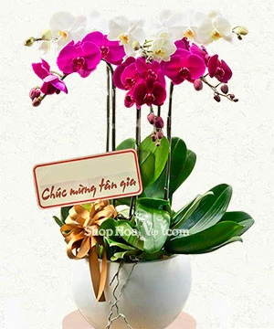 chau lan ho diep 6 canh tim trang