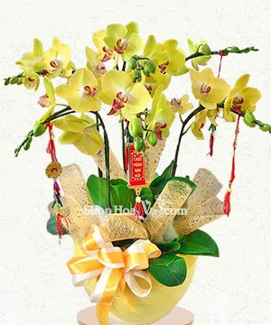 chau lan ho diep 6 canh vang