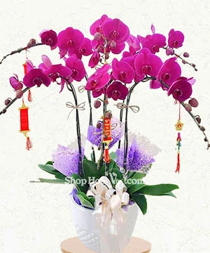 6 canh hoa lan ho diep tim