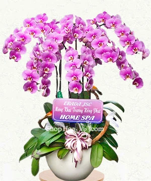 hoa lan khai truong 8 canh