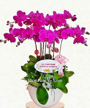 hoa lan ho diep tim 9 canh