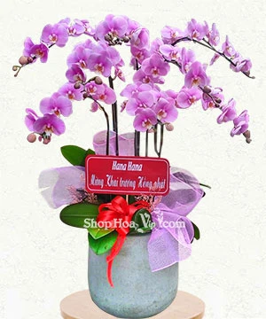 hoa lan ho diep tim 9 canh