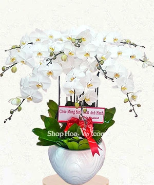 chau lan ho diep 10 canh mau trang