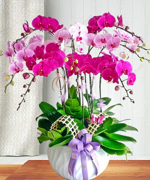 chau lan ho diep 10 canh tim hong