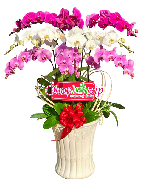 chau lan ho diep 10 canh trang tim hong