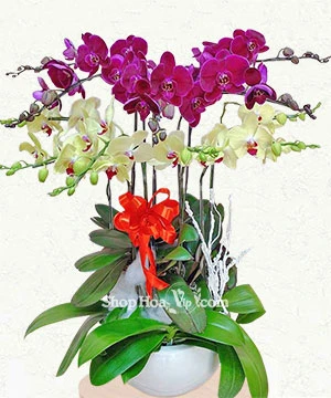 chau lan ho diep 11 canh tim vang