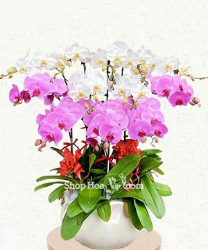 chau lan ho diep 12 canh trang hong