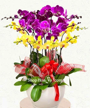 chau lan ho diep 14 canh tim vang