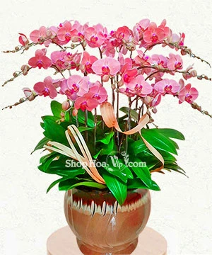 chau lan ho diep 15 canh