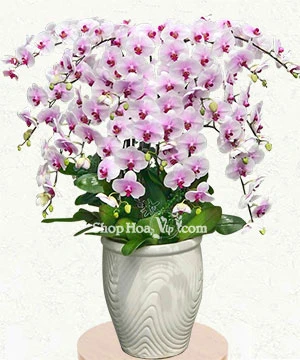 chau lan ho diep 16 canh