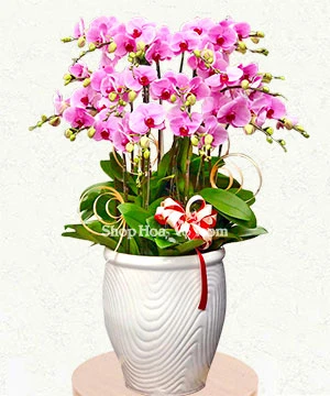 hoa lan ho diep tim 20 canh