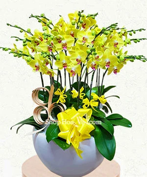 chau lan ho diep 18 canh vang